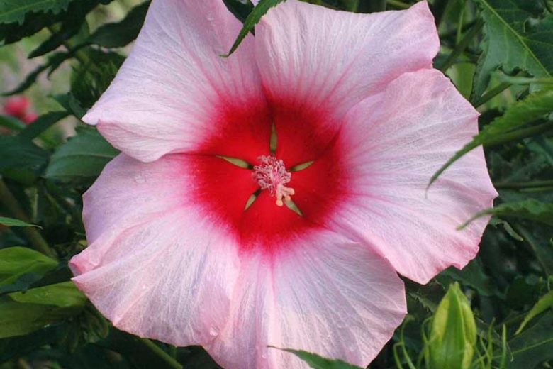 Hibiscus 'Lady Baltimore', Rose Mallow 'Lady Baltimore', Shrub Althea 'Lady Baltimore', Flowering Shrub, Pink flowers, Pink Hibiscus, White flowers, White Hibiscus