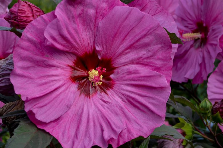 Hibiscus 'Berry Awesome', Rose Mallow 'Berry Awesome', Shrub Althea 'Berry Awesome', Summerific Collection, Flowering Shrub, Pink flowers, Pink Hibiscus