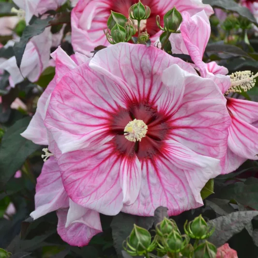Hibiscus 'Cherry Choco Latte', Rose Mallow 'Cherry Choco Latte', Shrub Althea 'Cherry Choco Latte', Summerific Collection, Flowering Shrub, Pink flowers, Pink Hibiscus, White flowers, White Hibiscus