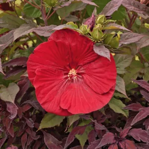 Hibiscus var. 'Cranberry Crush', Rose Mallow 'Cranberry Crush', Hardy Hibiscus 'Cranberry Crush', Summerific Collection, Flowering Shrub, Red flowers, Red Hibiscus
