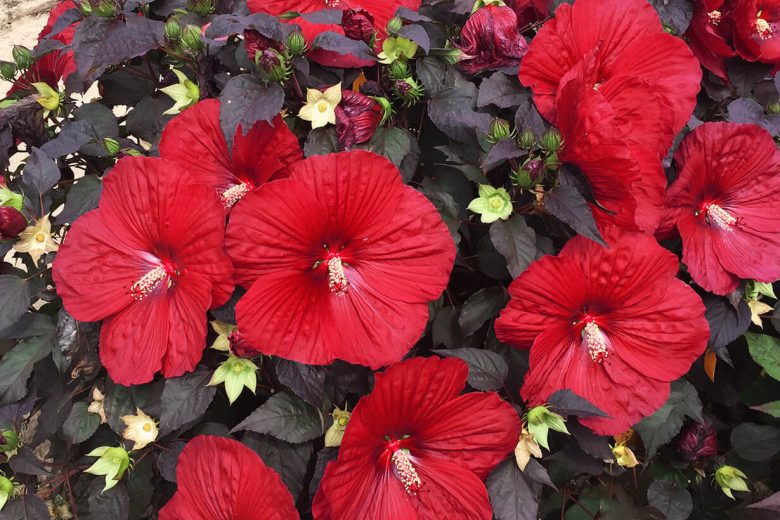 Hibiscus 'Holy Grail', Rose Mallow 'Holy Grail', Shrub Althea 'Holy Grail', Summerific Collection, Flowering Shrub, Red flowers, Red Hibiscus