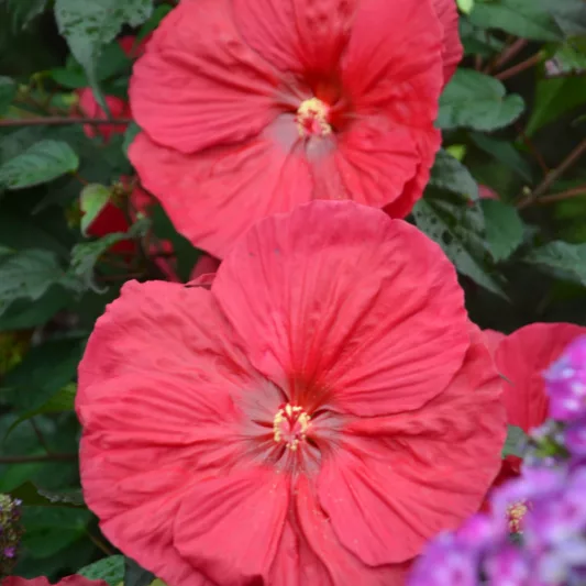 Hibiscus 'Mars Madness', Rose Mallow 'Mars Madness', Shrub Althea 'Mars Madness, Flowering Shrub, Red flowers, Red Hibiscus
