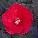 Hibiscus 'Midnight Marvel', Rose Mallow 'Midnight Marvel', Shrub Althea 'Midnight Marvel',Flowering Shrub, Red flowers, Red Hibiscus, Dark Foliage