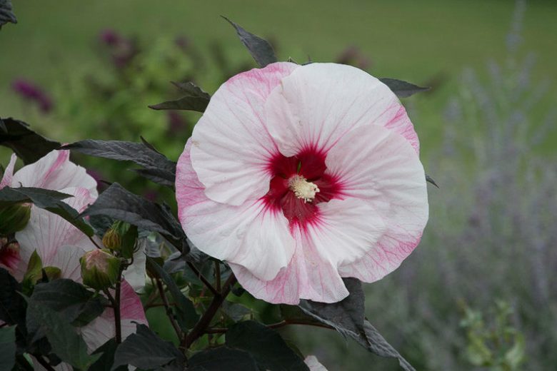 Hibiscus 'Perfect Storm', Rose Mallow 'Perfect Storm', Shrub Althea 'Perfect Storm', Flowering Shrub, Pink flowers, Pink Hibiscus