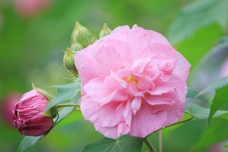 Hibiscus mutabilis, Confederate Rose, Confederate Rose Mallow, Confederate Vine, Cotton Rose , Flowering Shrub, White flowers, White Hibiscus, Pink flowers, Pink Hibiscus