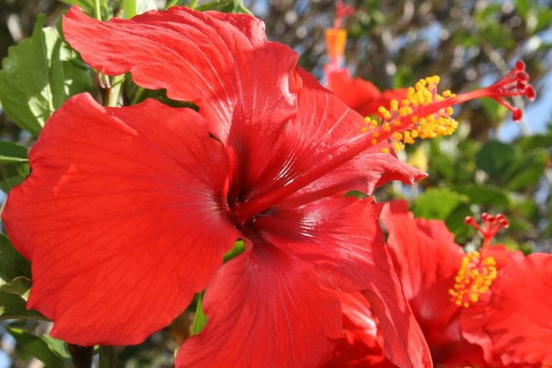 Hibiscus rosa-sinensis 'Brilliant', Chinese Hibiscus 'Brilliant', Tropical Hibiscus ''Brilliant', 'Brilliant' Hibiscus, Flowering Shrub, Red flowers, Red Hibiscus