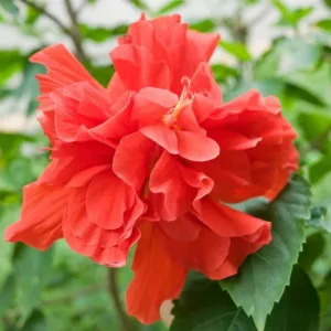 Hibiscus rosa-sinensis 'Red Dragon', Tropical Hibiscus 'Red Dragon', Chinese Hibiscus 'Red Dragon', 'Red Dragon' Hibiscus, Hibiscus rosa-sinensis 'Mongon', Flowering Shrub, Red flowers, Red Hibiscus
