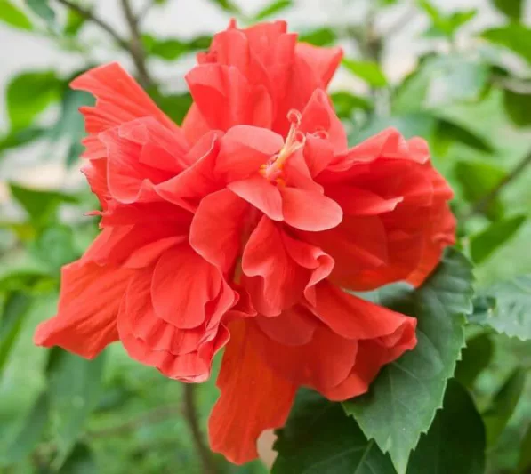 Hibiscus rosa-sinensis 'Red Dragon', Tropical Hibiscus 'Red Dragon', Chinese Hibiscus 'Red Dragon', 'Red Dragon' Hibiscus, Hibiscus rosa-sinensis 'Mongon', Flowering Shrub, Red flowers, Red Hibiscus