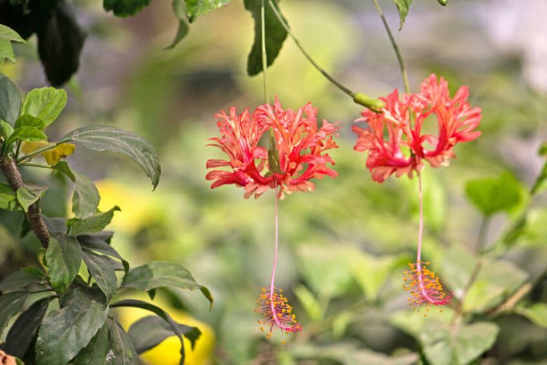 Hibiscus schizopetalus, Fringed Hibiscus, Coral Hibiscus, Japanese Hibiscus, Japanese Lantern , Flowering Shrub, red flowers, Red Hibiscus