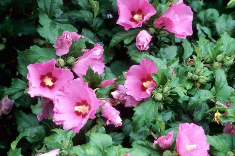 Hibiscus syriacus 'Aphrodite', Rose of Sharon 'Aphrodite', Shrub Althea 'Aphrodite', Hibiscus 'Aphrodite', Flowering Shrub, Pink flowers, Pink Hibiscus