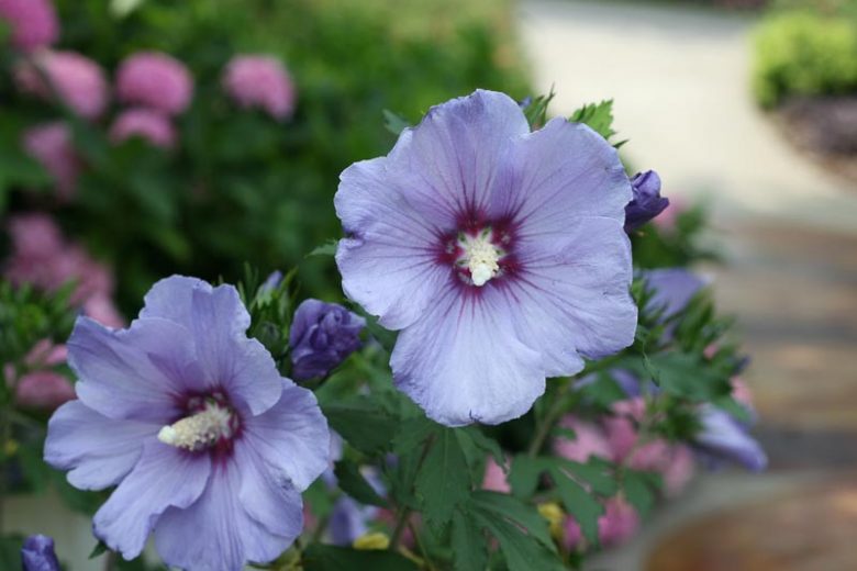 Hibiscus syriacus Azurri Blue Satin®, Rose of Sharon Azurri Blue Satin®, Shrub Althea Azurri Blue Satin®, Flowering Shrub, Blue flowers, Blue Hibiscus