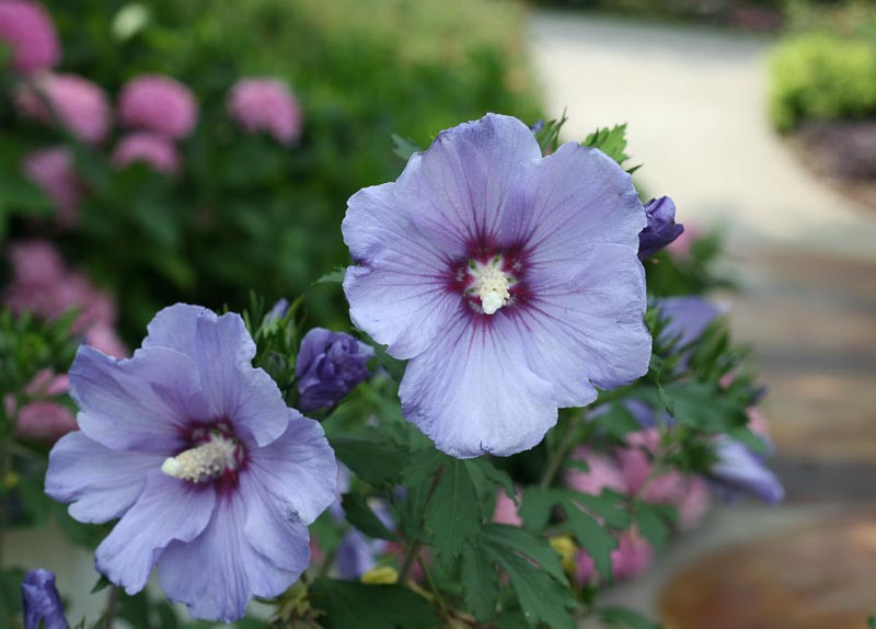 Hibiscus syriacus Azurri Blue Satin® (Rose of Sharon)