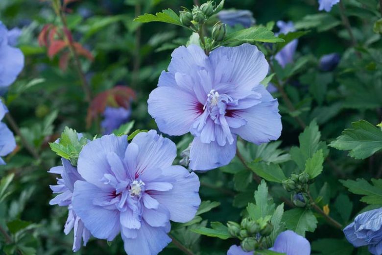 Hibiscus syriacus Blue Chiffon®, Rose of Sharon Blue Chiffon®, Shrub Althea Blue Chiffon®, Flowering Shrub, Blue flowers, Blue Hibiscus