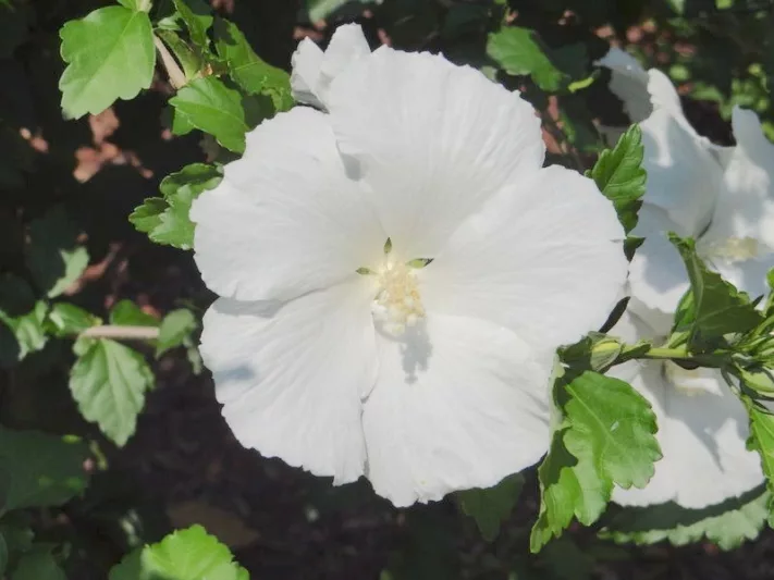 Hibiscus syriacus 'Diana', Rose of Sharon 'Diana', Shrub Althea 'Diana', Flowering Shrub, White flowers, White Hibiscus
