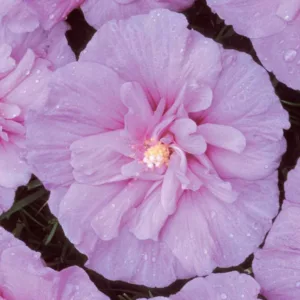 Hibiscus syriacus Lavender Chiffon®, Rose of Sharon Lavender Chiffon®, Shrub Althea Lavender Chiffon®, Flowering Shrub, Lavender flowers, Lavender Hibiscus