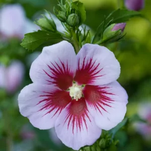 Hibiscus syriacus Orchid Satin®, Rose of Sharon Orchid Satin®, Shrub Althea Orchid Satin®, Flowering Shrub, Pink flowers, Pink Hibiscus