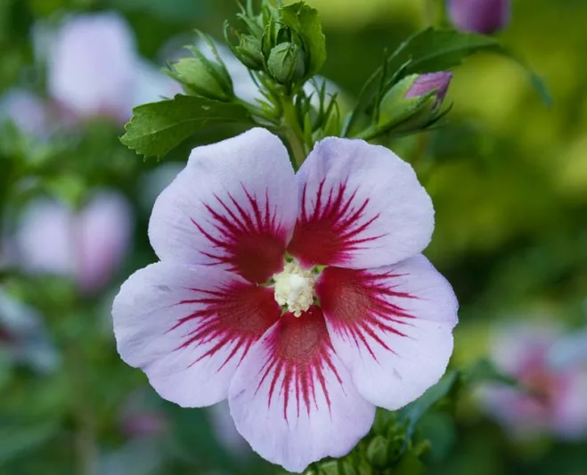 Hibiscus syriacus Orchid Satin®, Rose of Sharon Orchid Satin®, Shrub Althea Orchid Satin®, Flowering Shrub, Pink flowers, Pink Hibiscus