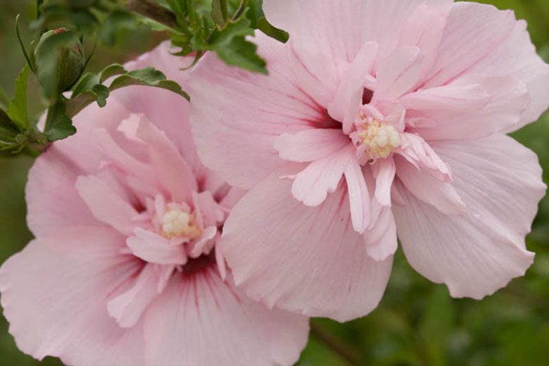 Hibiscus syriacus Pink Chiffon®, Rose of Sharon Pink Chiffon®, Shrub Althea Pink Chiffon®, Flowering Shrub, Pink flowers, Pink Hibiscus