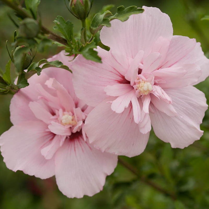 https://www.gardenia.net/wp-content/uploads/2023/05/Hibiscus-syriacus-Pink-Chiffon-Rose-of-Sharon.webp
