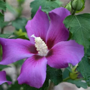 Hibiscus syriacus Purple Satin®, Rose of Sharon Purple Satin®, Shrub Althea Purple Satin®, Flowering Shrub, Purple flowers, Purple Hibiscus