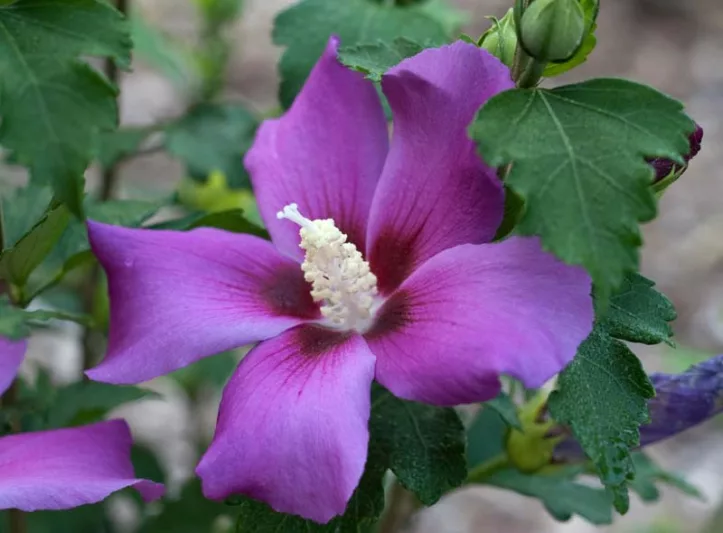 Hibiscus syriacus Purple Satin®, Rose of Sharon Purple Satin®, Shrub Althea Purple Satin®, Flowering Shrub, Purple flowers, Purple Hibiscus