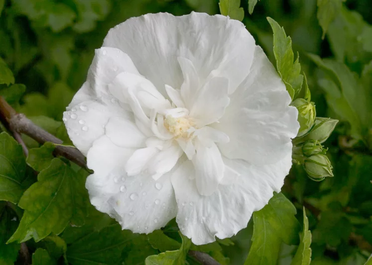 Hibiscus syriacus White Chiffon®, Rose of Sharon White Chiffon®, Shrub Althea White Chiffon®, Flowering Shrub, White flowers, White Hibiscus