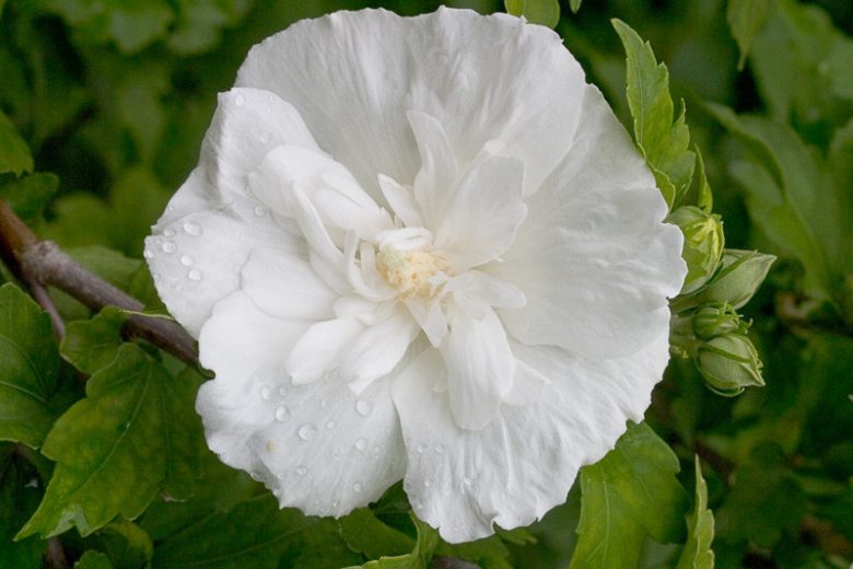 Hibiscus syriacus White Chiffon®, Rose of Sharon White Chiffon®, Shrub Althea White Chiffon®, Flowering Shrub, White flowers, White Hibiscus