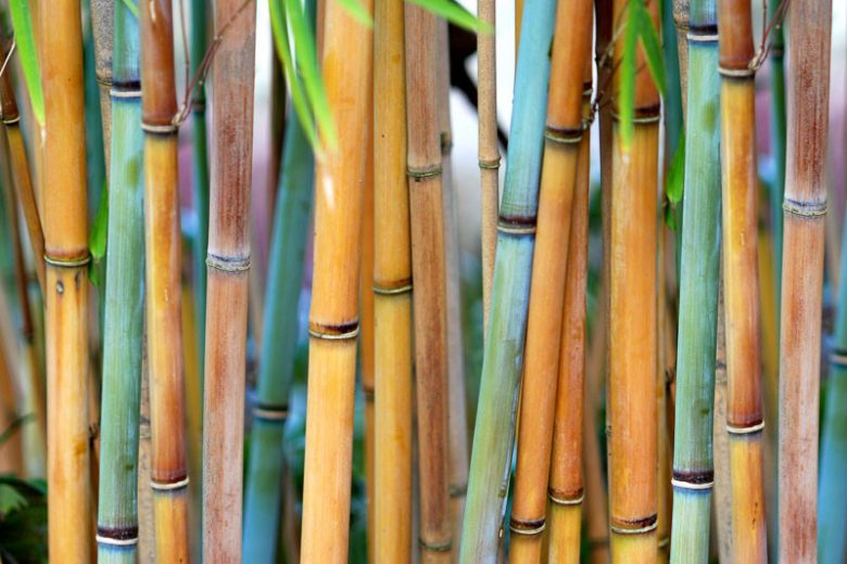 Himalayacalamus hookerianus, Blue Bamboo, Drepanostachyum falcatum, Clump-Forming Bamboo, Evergreen Bamboo, Shade plants, shade perennial, plants for shade, plants for wet soil