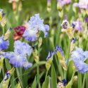 LateBlooming Bearded Irises, Late Season Bearded Irises, Late Tall Bearded Irises, Late Intermediate Bearded Irises, Late Miniature Tall Bearded Irises, Late Border Bearded Irises