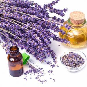 most fragrant lavenders, strongly scented lavenders, English Lavender, Lavandin, lavandula angustifolia, lavandula x intermedia, fragrant lavenders