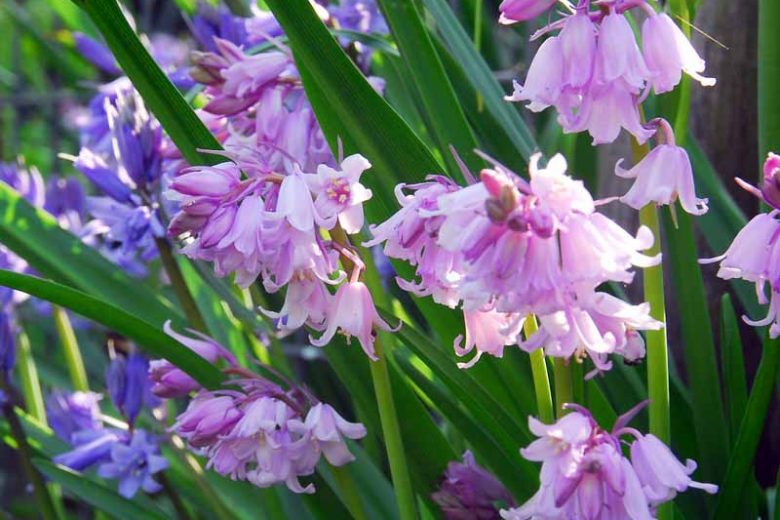 Hyacinthoides Hispanica 'Dainty Maid', Spanish Bluebells 'Dainty Maid', Wood Hyacinth 'Dainty Maid', Scilla hispanica 'Dainty Maid', Scilla Campanulata 'Dainty Maid', Endymion Hispanicus 'Dainty Maid', Pink Flowers,