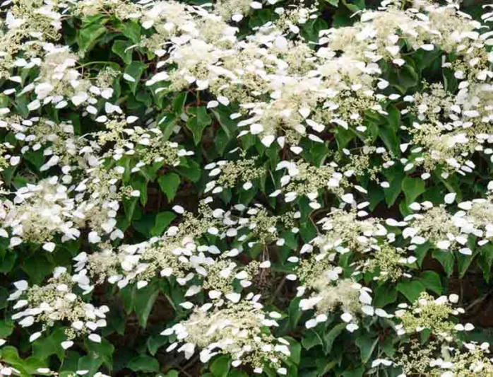 Hydrangea anomala subsp. petiolaris, Climbing Hydrangea, Hydrangea petiolaris, Hydrangea scandens Maxim., white hydrangea, white flowers