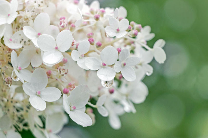 Hydrangeas-for-Middle-South-