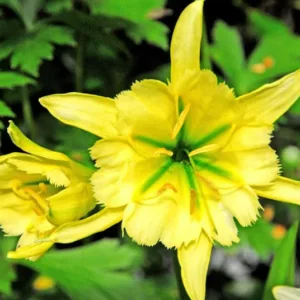 Hymenocallis 'Sulphur Queen' , Peruvian Daffodil 'Sulphur Queen', Spider Lily 'Sulphur Queen', Ismene 'Sulphur Queen', summer flowers, Fragrant flowers, Yellow Flowers