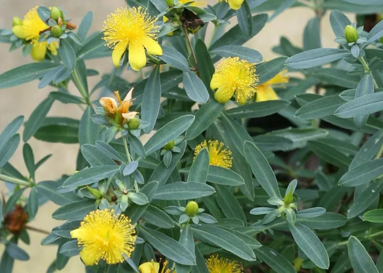 Hypericum Kalmianum, Kalm St. John's Wort, Evergreen Shrub, yellow flowers, Hypericum, St John's Wort