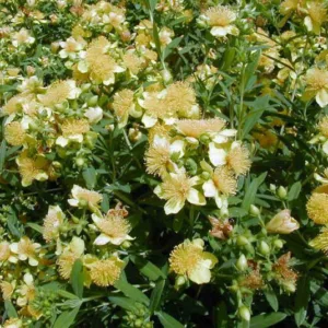 Hypericum Kalmianum, Kalm St. John's Wort, Evergreen Shrub, yellow flowers, Hypericum, St John's Wort