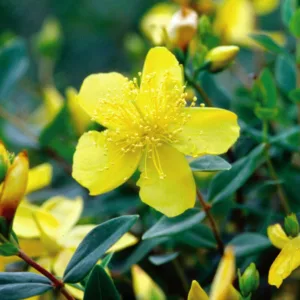 Hypericum frondosum 'Sunburst', St. John's Wort 'Sunburst', Evergreen Shrub, yellow flowers, Hypericum, St John's Wort
