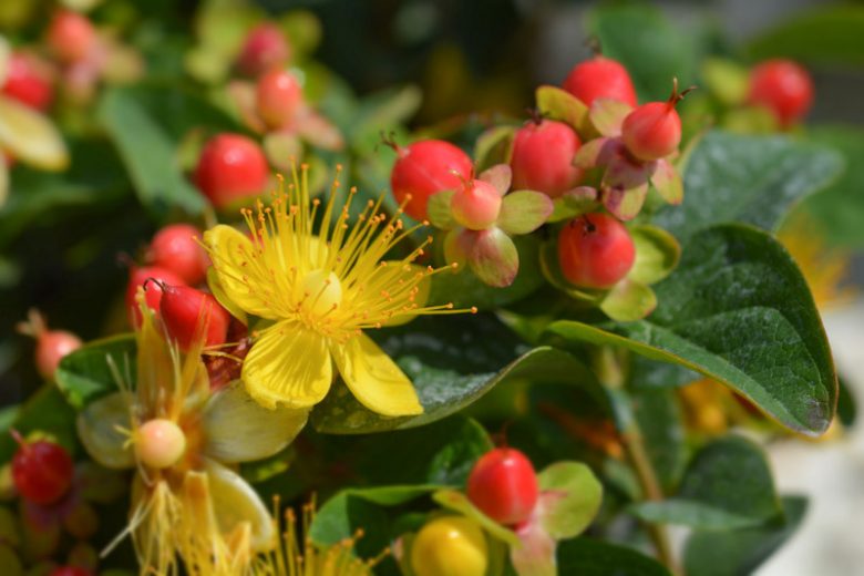 Hypericum x inodorum 'Elstead',  St. John's Wort 'Elstead', Hypericum 'Elstead', yellow flowers, Red Berries
