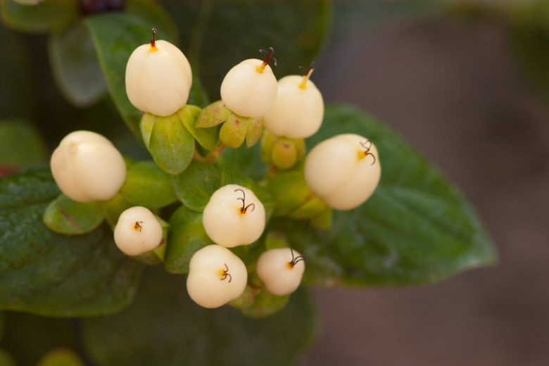 Hypericum x inodorum 'Magical White', St. John's Wort 'Magical White', Hypericum 'Magical White', Hypericum 'Kolmawhi', yellow flowers, White Berries