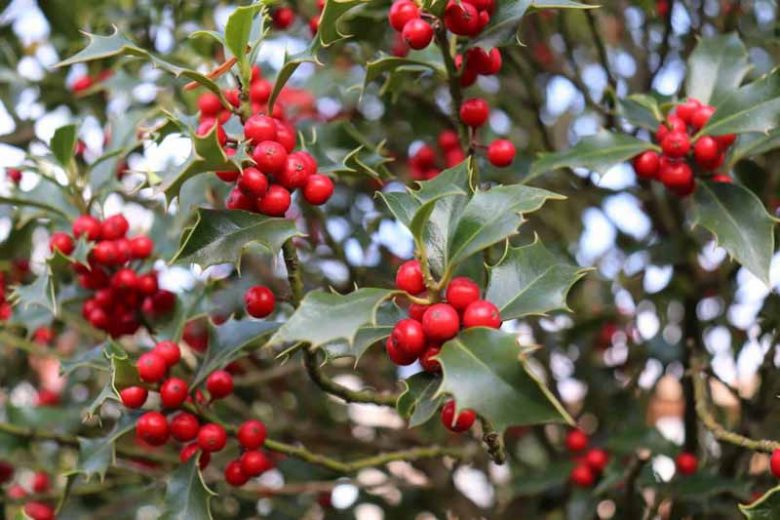 Ilex Red Beauty, Holly 'Red Beauty', Red Beauty Holly, red berries, evergreen shrub, Aquifoliaceae, Berry, holly, Ilex, winter shrub, Ilex Rutzan