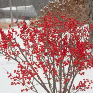 Ilex Verticillata Berry Poppins®, Winterberry Berry Poppins®, red berries, evergreen shrub, American winterberry, Aquifoliaceae, Berry, holly, Ilex, winter shrub