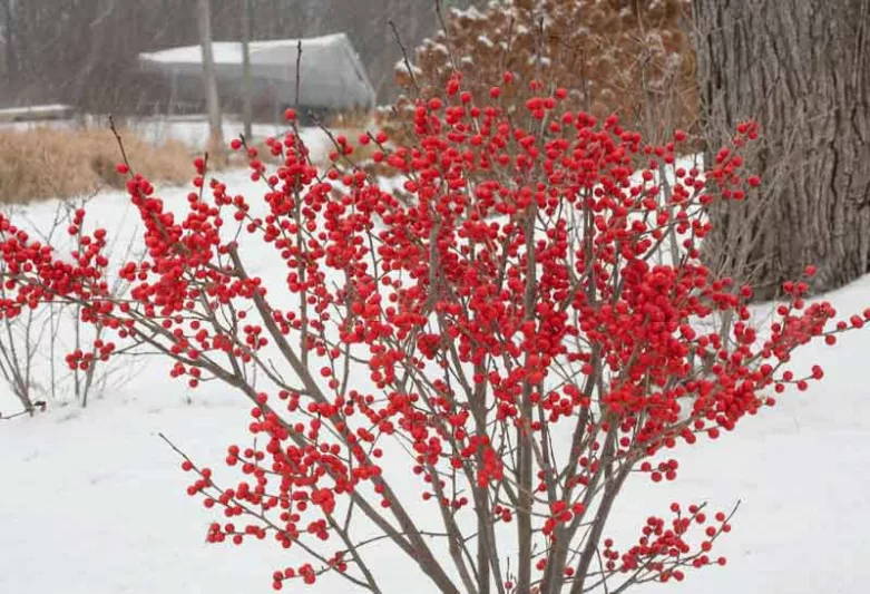 Ilex Verticillata Berry Poppins®, Winterberry Berry Poppins®, red berries, evergreen shrub, American winterberry, Aquifoliaceae, Berry, holly, Ilex, winter shrub
