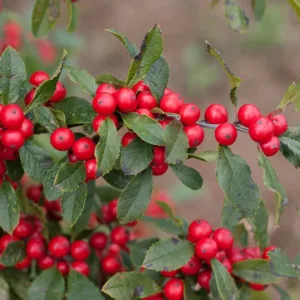 Ilex Verticillata Little Goblin® Red, Winterberry Little Goblin® Red, red berries, evergreen shrub, American winterberry, Aquifoliaceae, Berry, holly, Ilex, winter shrub