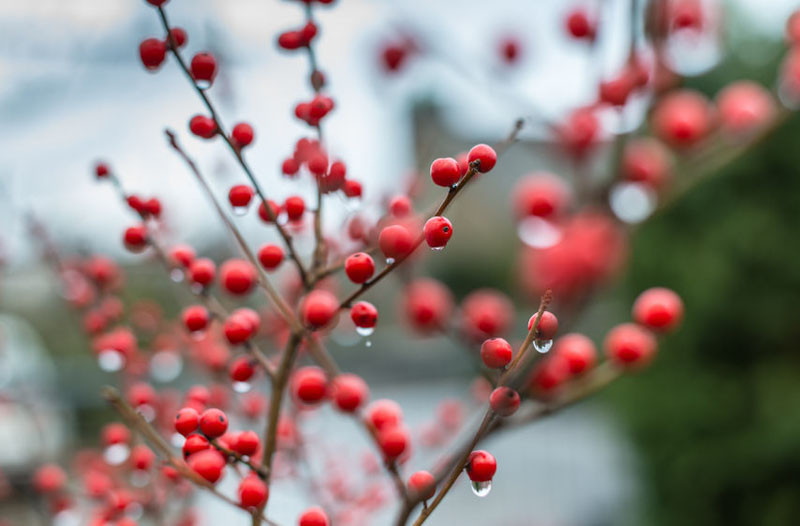 How to Decorate With Winterberries