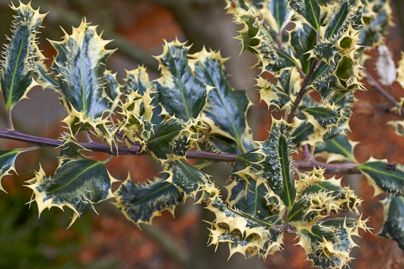 Ilex aquifolium 'Ferox Argentea' (English Holly)
