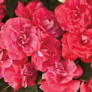 Impatiens walleriana 'Rockapulco Coral Reef', Rockapulco Coral Reef Impatiens,Double Impatiens, Coral Impatiens, Coral Flowers