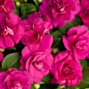 Impatiens walleriana 'Rockapulco Purple', Rockapulco Purple Impatiens,Double Impatiens, Purple Impatiens, Purple Flowers
