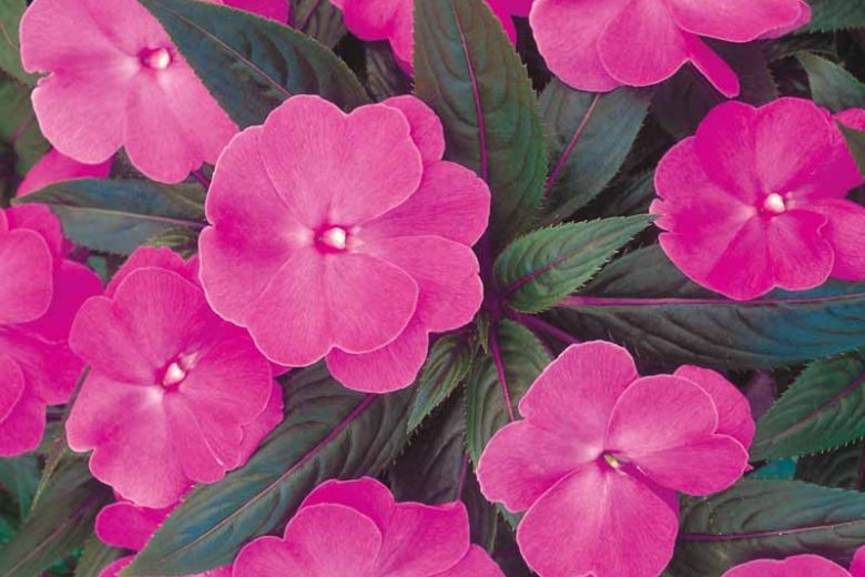 Impatiens 'Infinity Blushing Lilac', Infinity Blushing Lilac Impatiens, Mounding Impatiens, Lilac Impatiens, Lilac Flowers