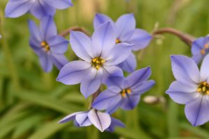 Starflower - Gardenia