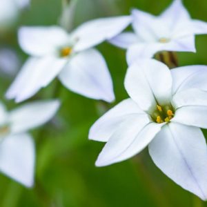 Ipheion uniflorum 'White Star', Spring Starflower 'White Star', Starflower 'White Star', Springstar 'White Star', early flowering bulb, winter bulb, White flowering bulb, White winter flowers